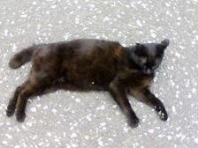 f:id:end0tknr:20080524151722j:image:w200