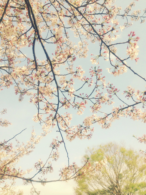 f:id:endchip:20130404235311j:plain f:id:endchip:20130404235311j:plain