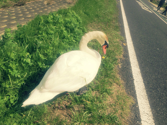 f:id:endchip:20130503165820j:plain f:id:endchip:20130503165820j:plain