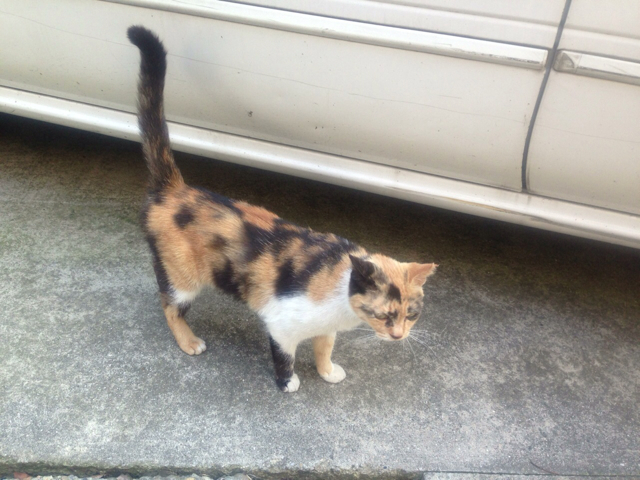 f:id:endchip:20130515010909j:plain f:id:endchip:20130515010909j:plain