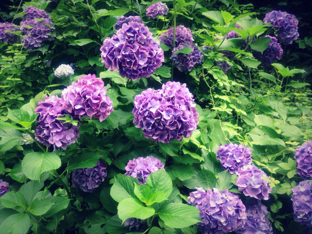 f:id:endchip:20130624110142j:plain f:id:endchip:20130624110142j:plain