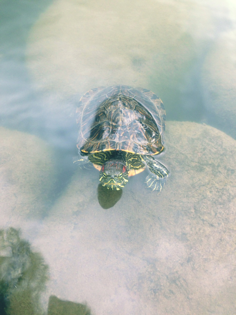 f:id:endchip:20130704095100j:plain f:id:endchip:20130704095100j:plain