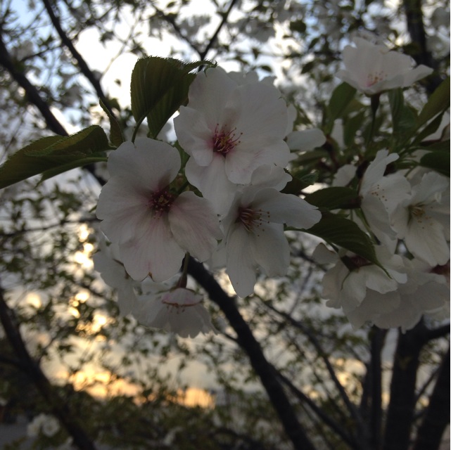 f:id:endchip:20140406174619j:plain f:id:endchip:20140406174619j:plain