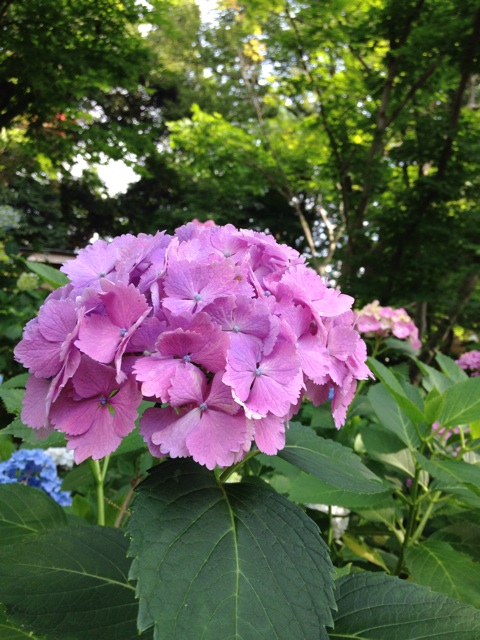 f:id:endchip:20140616220426j:plain f:id:endchip:20140616220426j:plain