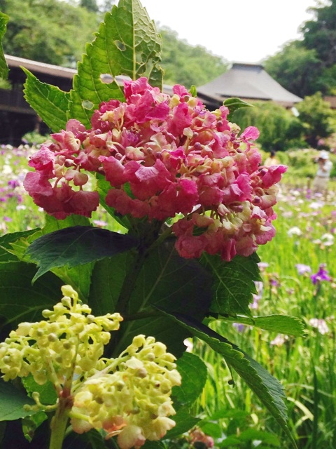 f:id:endchip:20140616220641j:plain f:id:endchip:20140616220641j:plain