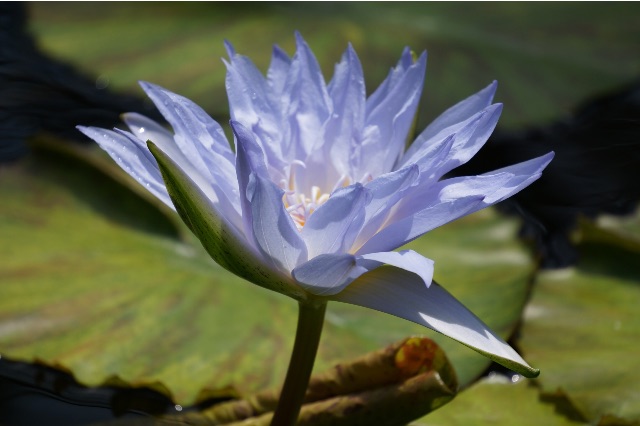 f:id:enoh:20150608104419j:image f:id:enoh:20150608104419j:image