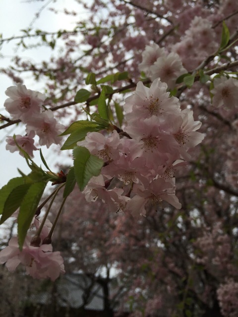 f:id:erika0706:20150405135425j:plain f:id:erika0706:20150405135425j:plain
