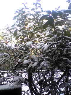 f:id:erippe05:20070109102102j:image f:id:erippe05:20070109102102j:image