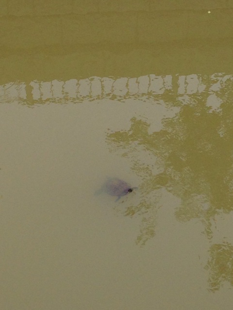 f:id:eryo:20140505194736j:plain f:id:eryo:20140505194736j:plain