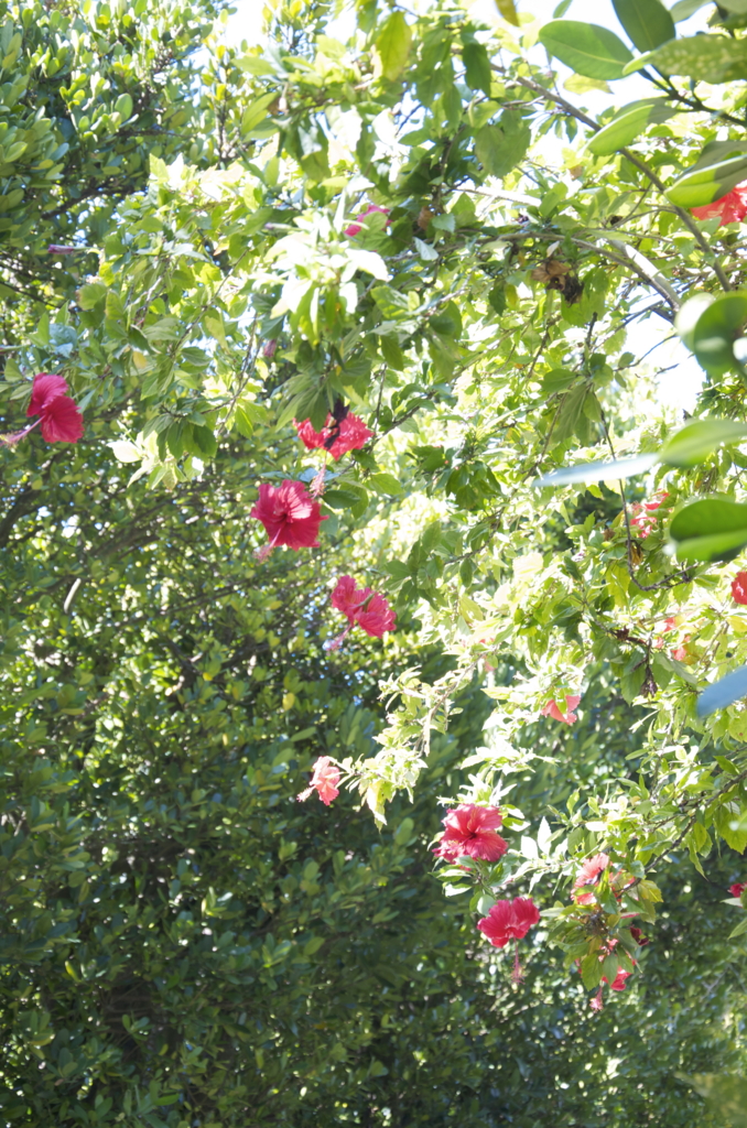 f:id:escapismphoto:20151002133656j:plain f:id:escapismphoto:20151002133656j:plain