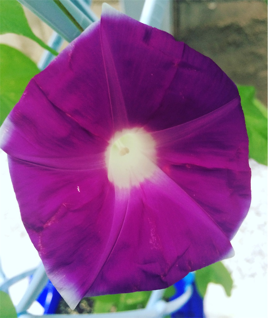 f:id:everydaypocoapoco:20160711192807j:image f:id:everydaypocoapoco:20160711192807j:image