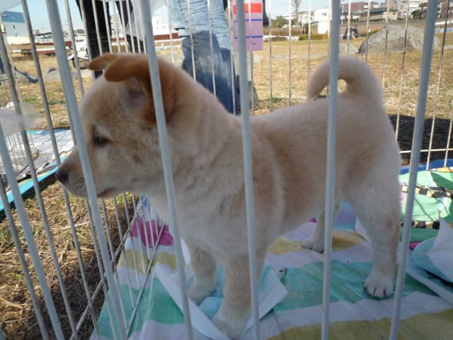 f:id:fal725:20100124144943j:image