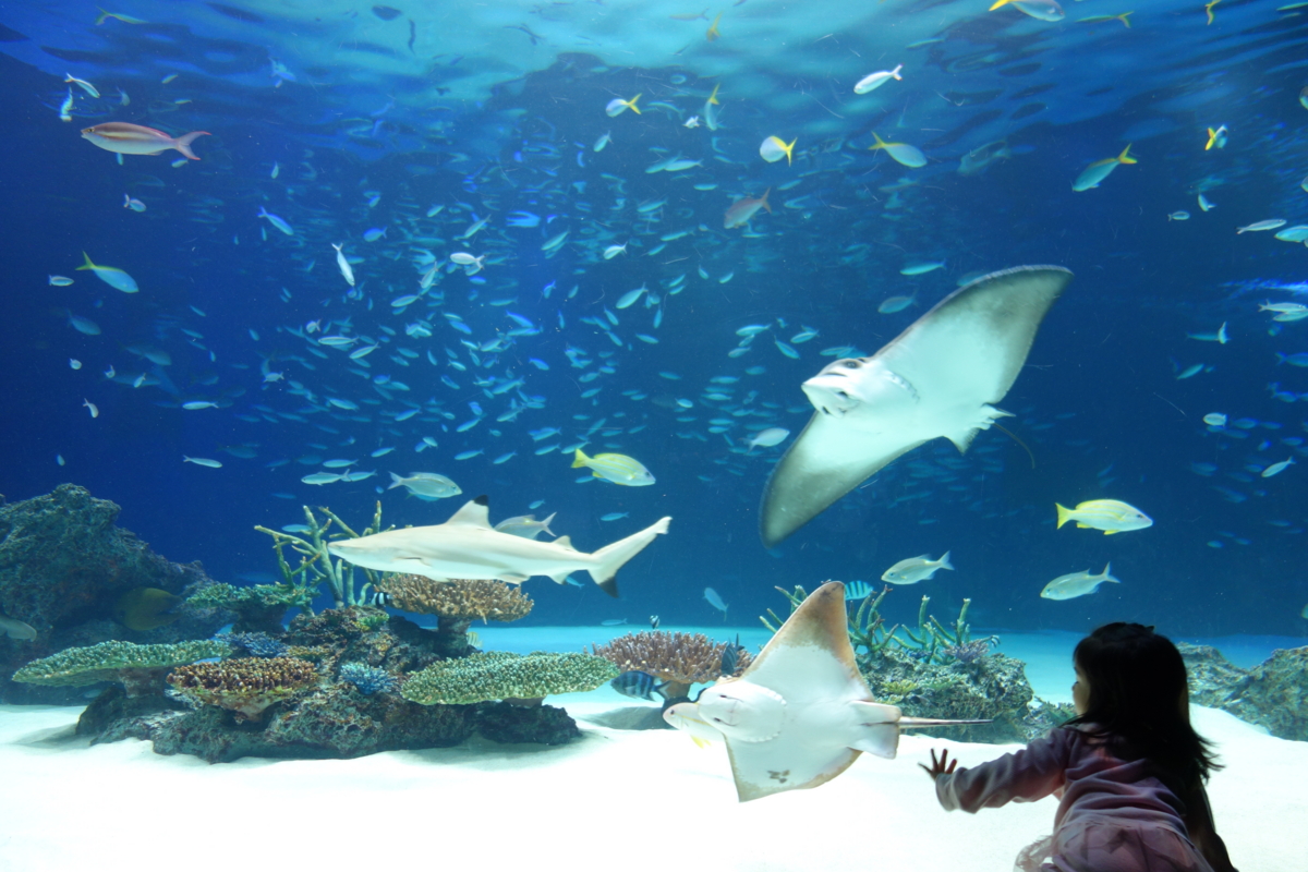 f:id:fal725:20121113162433j:image