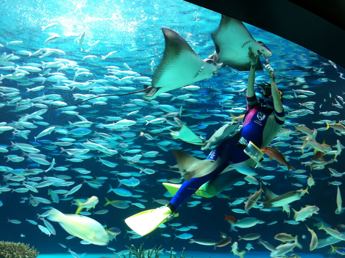 f:id:fal725:20121113163517j:image