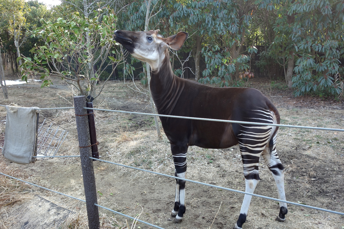 f:id:fal725:20140226154808j:image