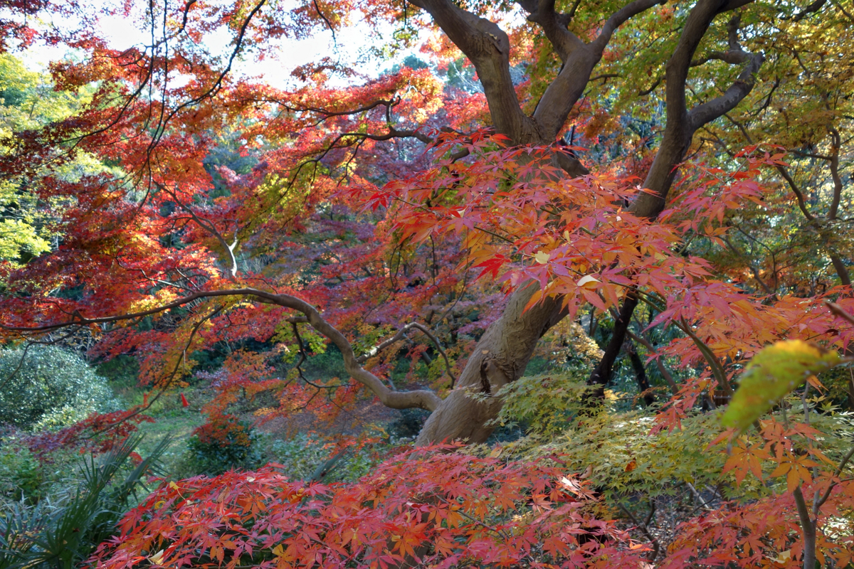 f:id:fal725:20141130142647j:plain