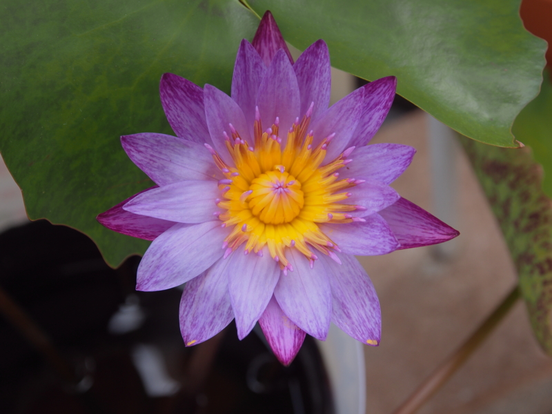 f:id:farNoise:20130628144322j:plain