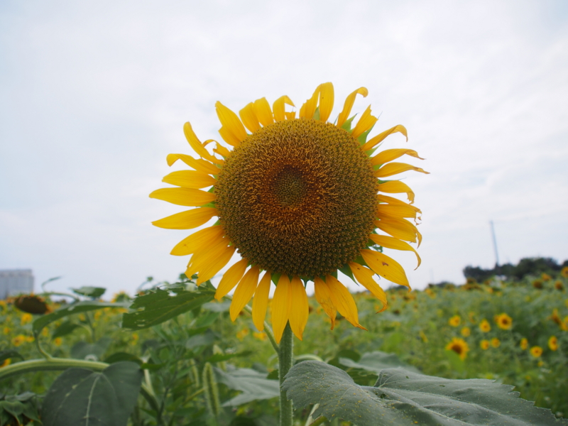 f:id:farNoise:20130721132535j:plain