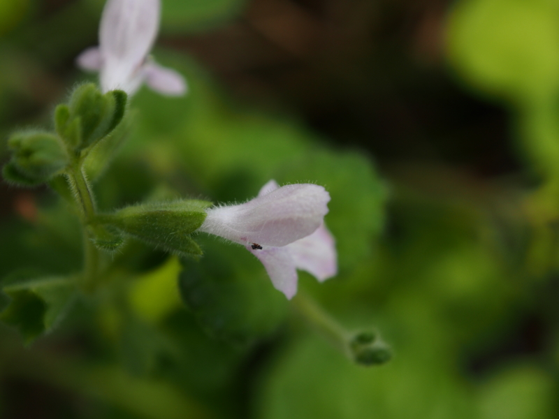 f:id:farNoise:20130830145721j:plain