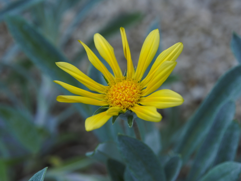 f:id:farNoise:20130830145932j:plain