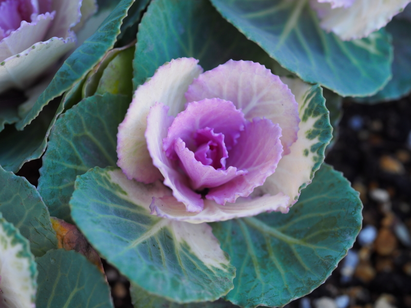 f:id:farNoise:20131206122721j:plain