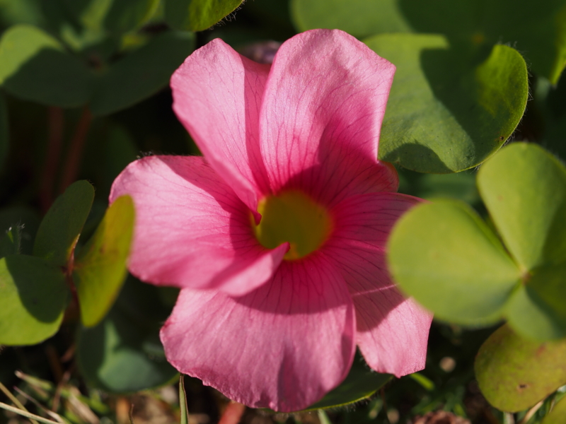 f:id:farNoise:20131206124018j:plain