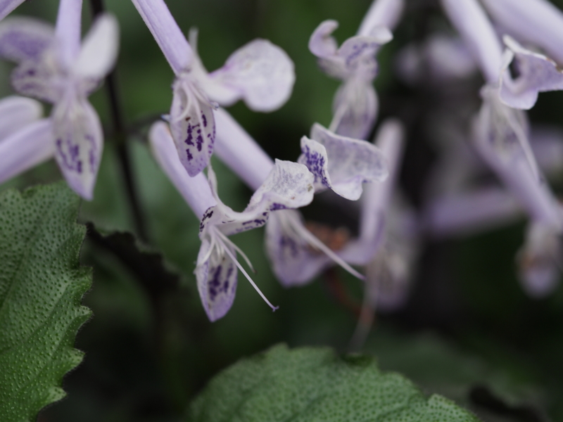 f:id:farNoise:20140402153854j:plain