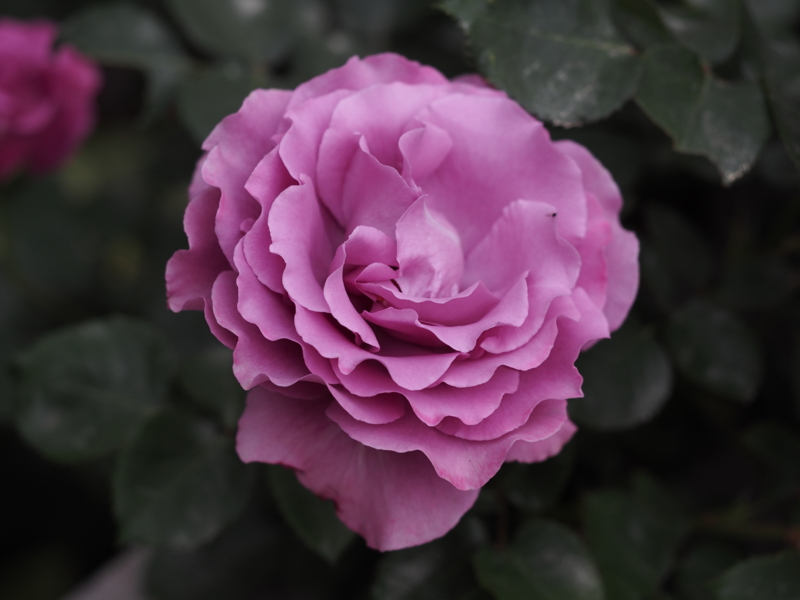 f:id:farNoise:20140509123651j:plain