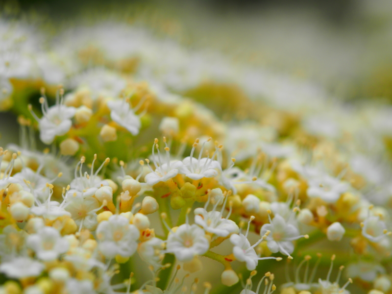 f:id:farNoise:20140520145703j:plain