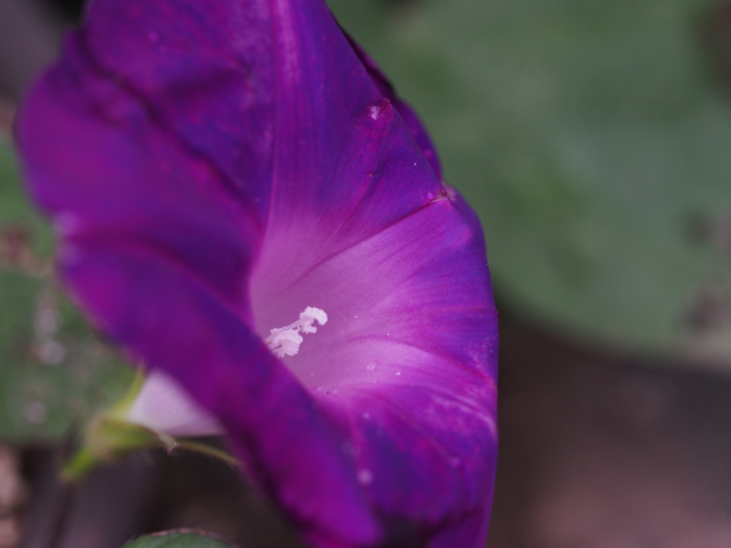 f:id:farNoise:20140624175634j:plain