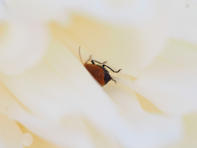 f:id:farNoise:20141017144619j:plain