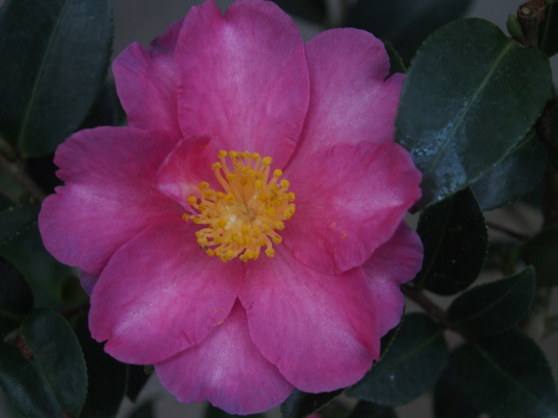 f:id:farNoise:20141120152550j:plain