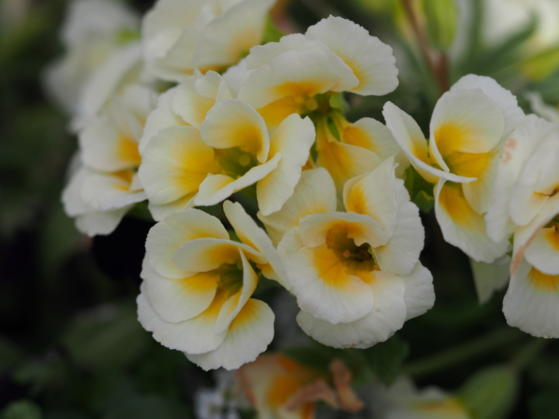 f:id:farNoise:20150220100153j:image:w480