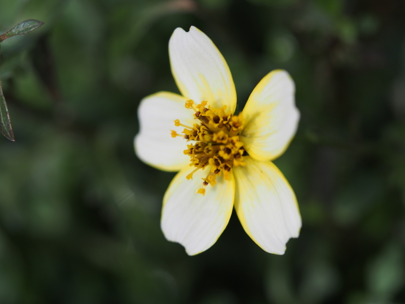 f:id:farNoise:20150220100244j:image:w480