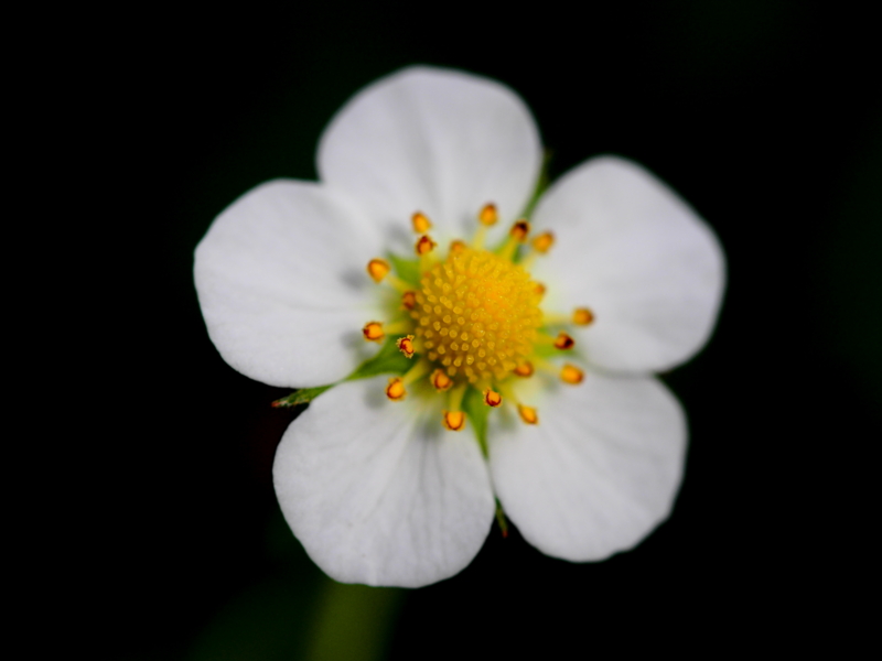 f:id:farNoise:20150220100422j:image:w480