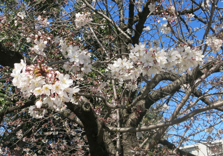 f:id:fauni:20150327211250j:plain f:id:fauni:20150327211250j:plain