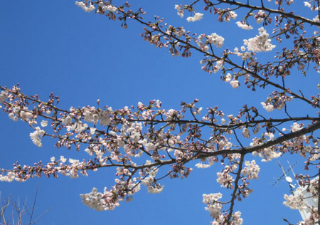f:id:fauni:20150327211330j:plain f:id:fauni:20150327211330j:plain