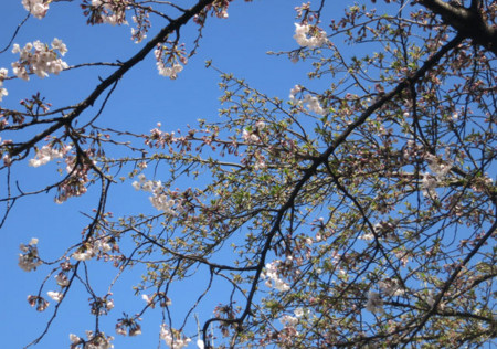 f:id:fauni:20150327211405j:plain f:id:fauni:20150327211405j:plain