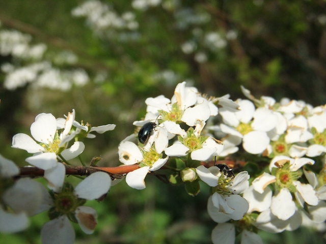 庭の花と虫