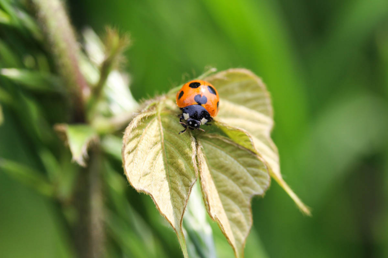 f:id:felice_bambina:20140525185329j:plain f:id:felice_bambina:20140525185329j:plain