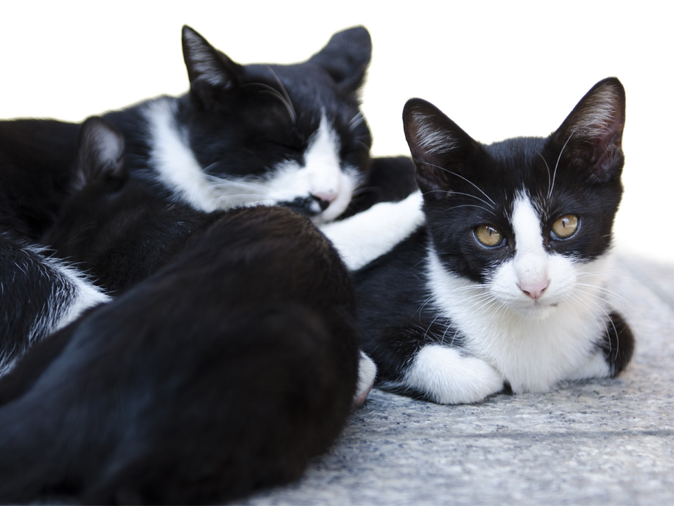 f:id:fewpoco:20150412210630j:plain f:id:fewpoco:20150412210630j:plain