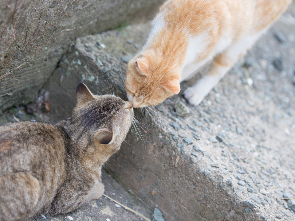 f:id:fewpoco:20150412212336j:plain f:id:fewpoco:20150412212336j:plain