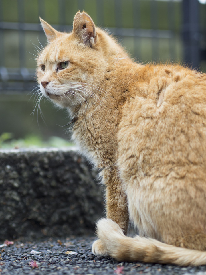 f:id:fewpoco:20150412221303j:plain f:id:fewpoco:20150412221303j:plain