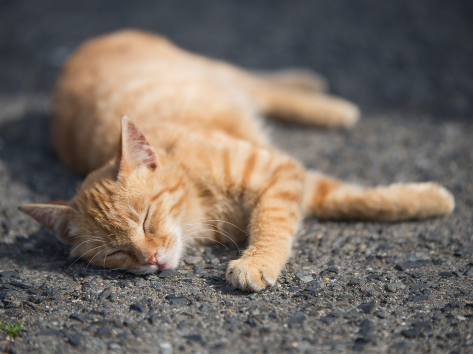 f:id:fewpoco:20150422210520j:plain f:id:fewpoco:20150422210520j:plain