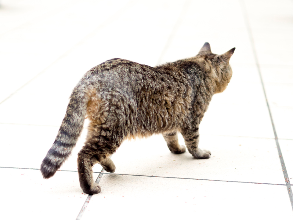 f:id:fewpoco:20150501223549j:plain f:id:fewpoco:20150501223549j:plain