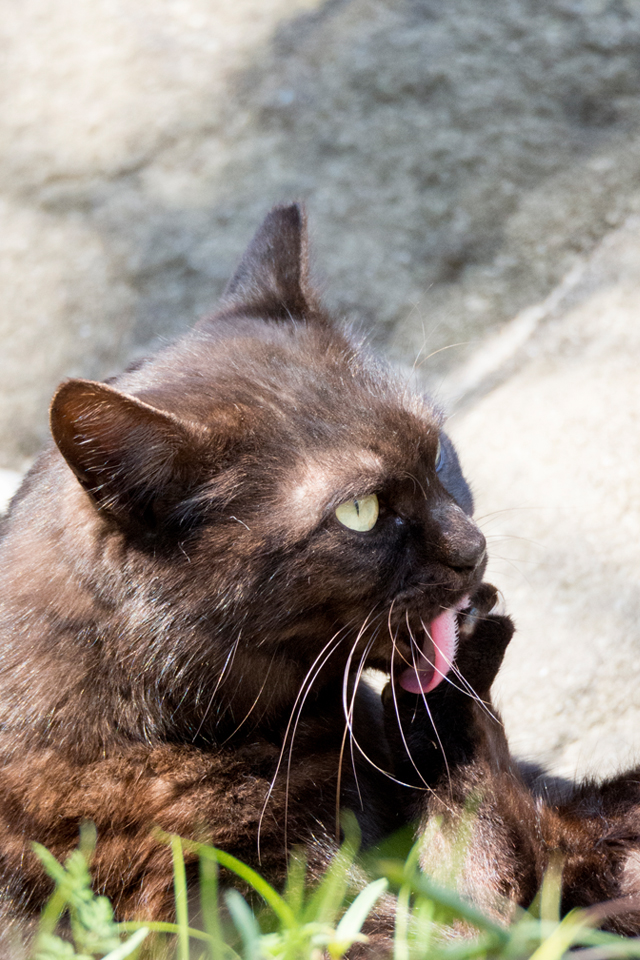 f:id:fewpoco:20150614111555j:plain f:id:fewpoco:20150614111555j:plain