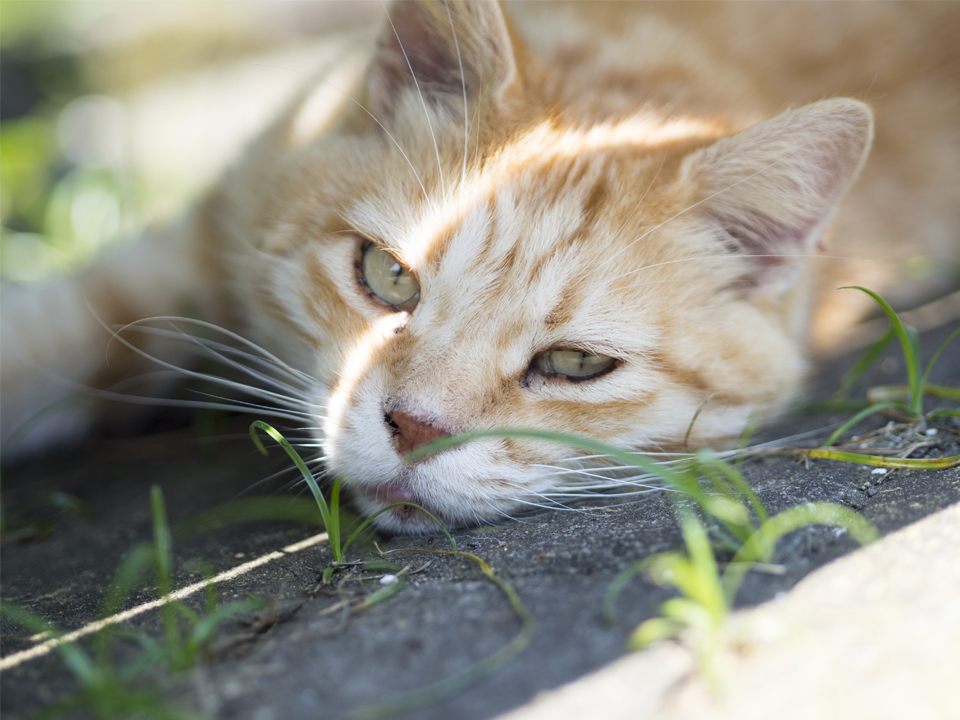 f:id:fewpoco:20150715220454j:plain f:id:fewpoco:20150715220454j:plain