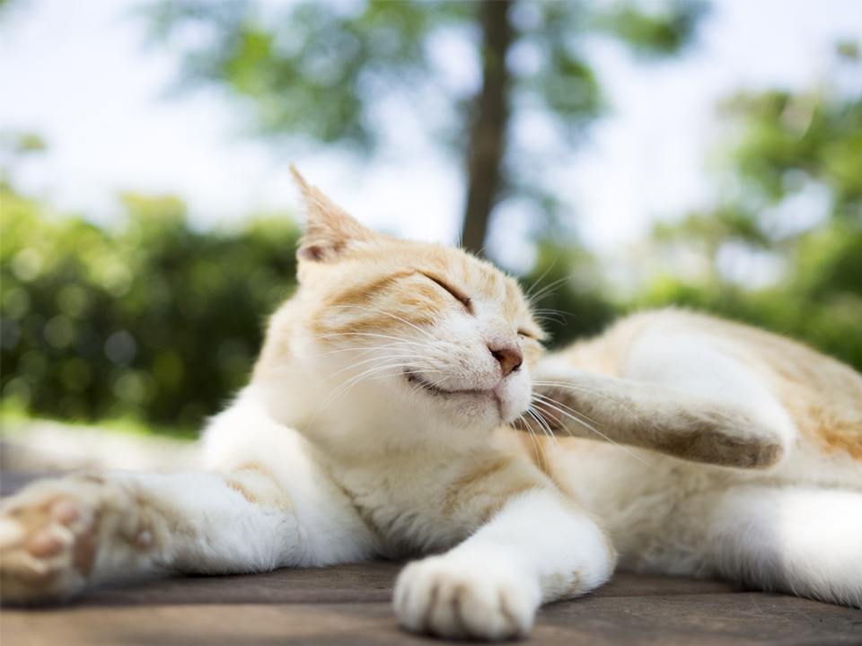 f:id:fewpoco:20150725005431j:plain f:id:fewpoco:20150725005431j:plain