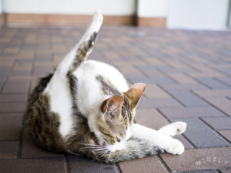 f:id:fewpoco:20150814170106j:plain f:id:fewpoco:20150814170106j:plain