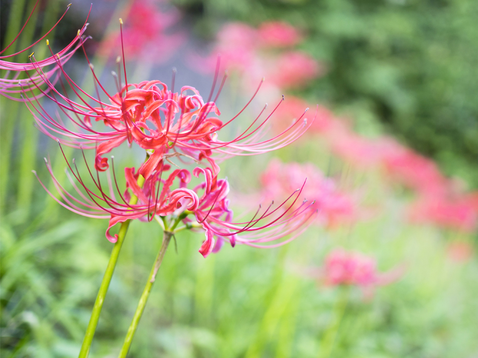 f:id:fewpoco:20150926115022j:plain f:id:fewpoco:20150926115022j:plain